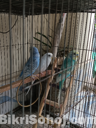 জাপানিজ আর ক্লাসিক বাজরিগার এর ক্রস